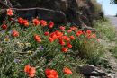 Poppies